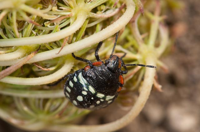 Pentatomidae: neanide di Nezara viridula del Lazio